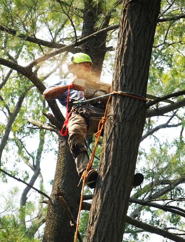 Frank Woods Cutting Tree