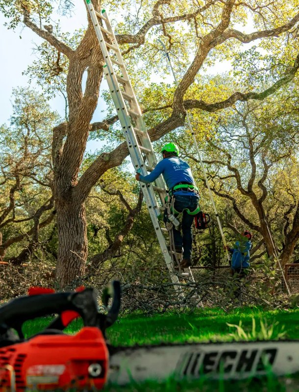 Frank Woods Climbing Tree