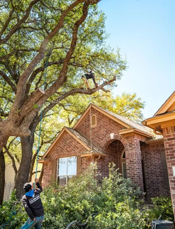 Frank Woods Trimming Trees