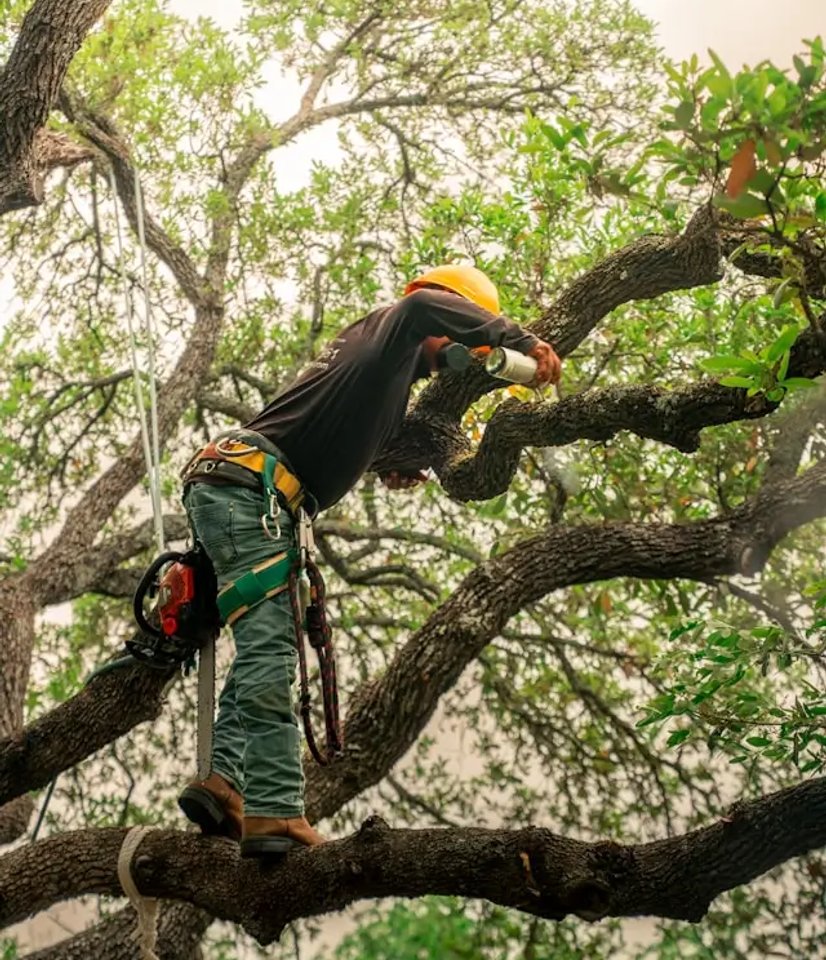Photo of Tree Trimming